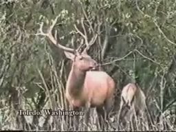 Deer Attacks Hunter