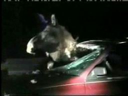 Moose Stuck In Car