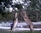 Deer Boxing