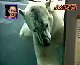 Trick A Polar Bear