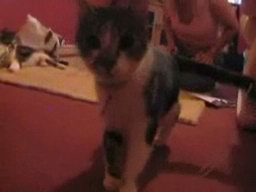 Dizzy Cat