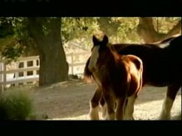 Superbowl Commercials Baby Clydesdale
